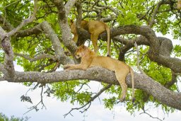 lions rests in tree a hot day at serengeti PDLRLDX scaled e1631908415112