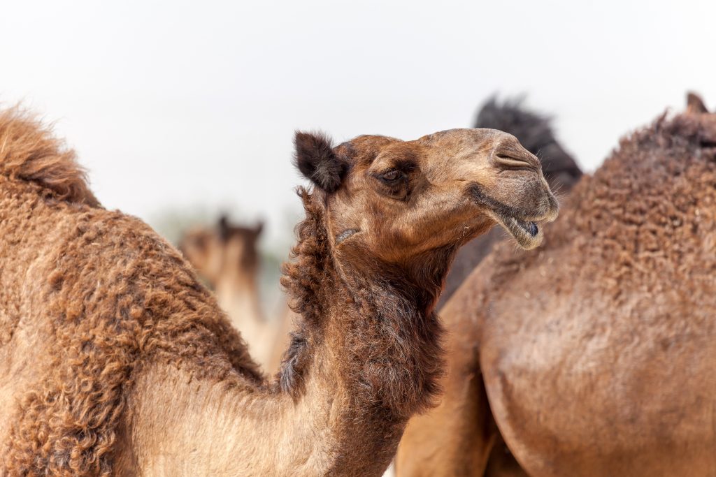 middle eastern camel in the desert 6293VNC 1