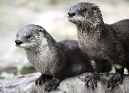 otters PLFMPTQ scaled e1632773505871