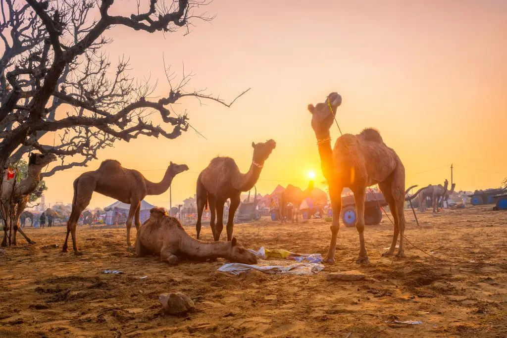 pushkar mela camel fair festival in field eating c LMMP56P