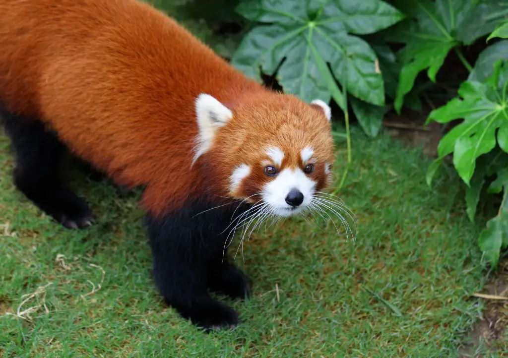 red panda LB5GDE5