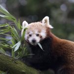 red panda eating bamboo MLN6V2Y