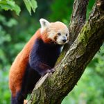 red panda firefox or lesser panda ailurus fulgens PUX674C