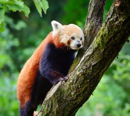 red panda firefox or lesser panda ailurus fulgens PUX674C scaled e1631095642513