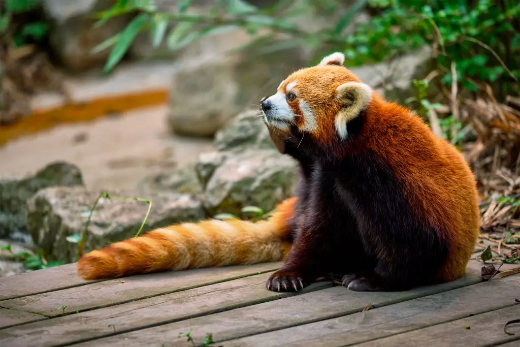 red panda lesser panda 9JG68ZU