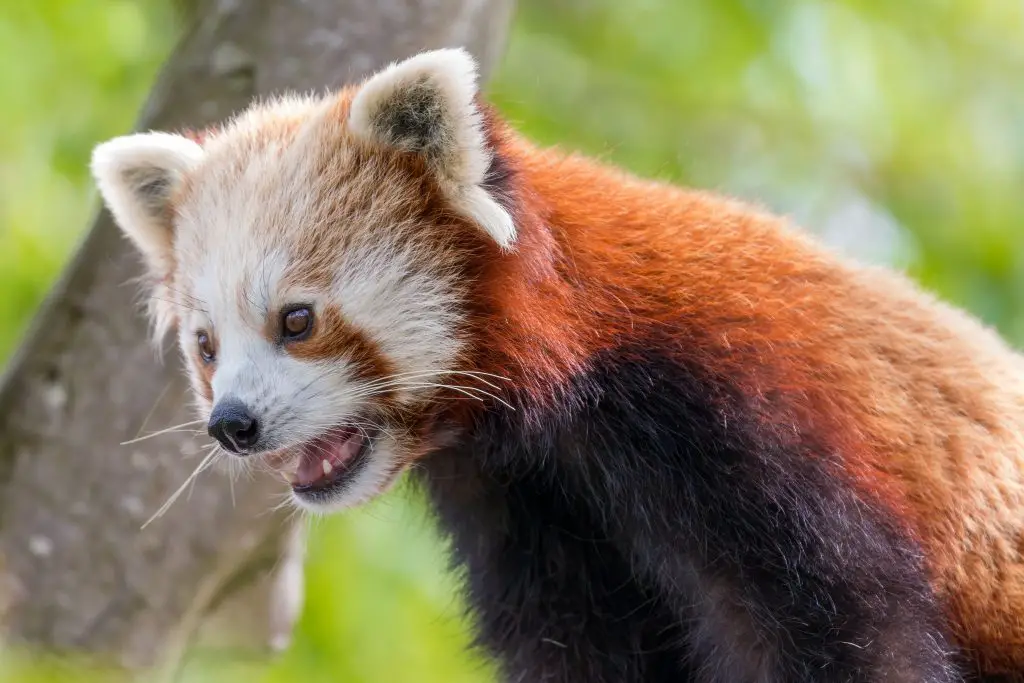 red panda with open mouth KUKPNGH