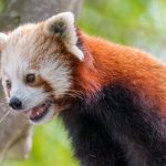 red panda with open mouth KUKPNGH