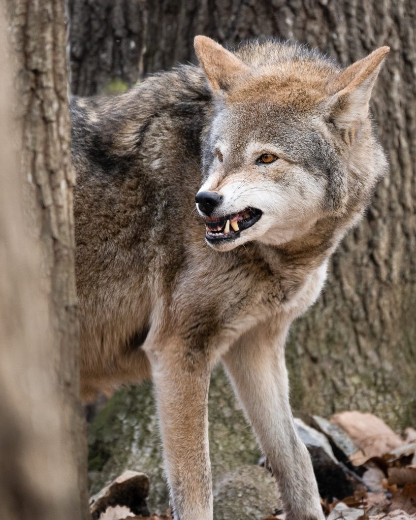 red wolf snarling ZECR457
