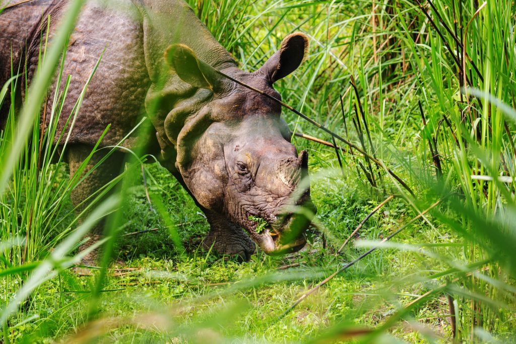 rhino in nepal SEYCSSR