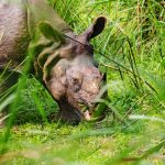 rhino in nepal SEYCSSR