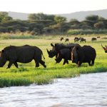 rhinos at jozini dam in south africa R7XC363