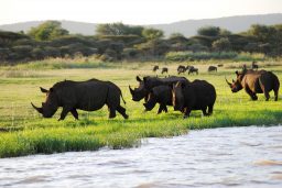 rhinos at jozini dam in south africa R7XC363 scaled e1632941386911