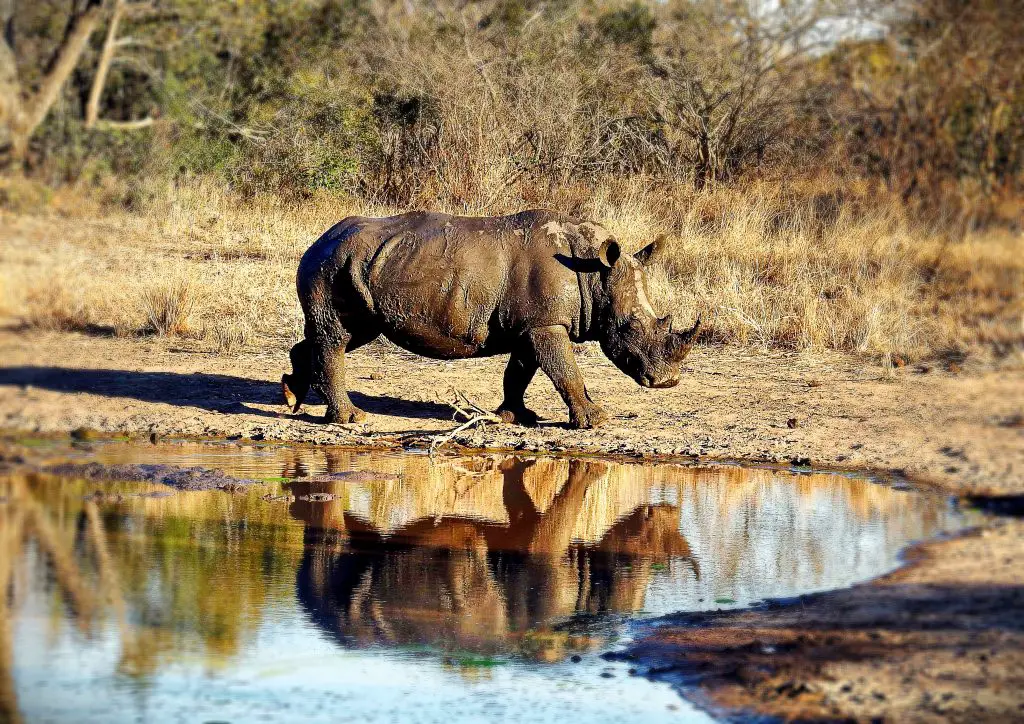 save the rhino GDB8XG5