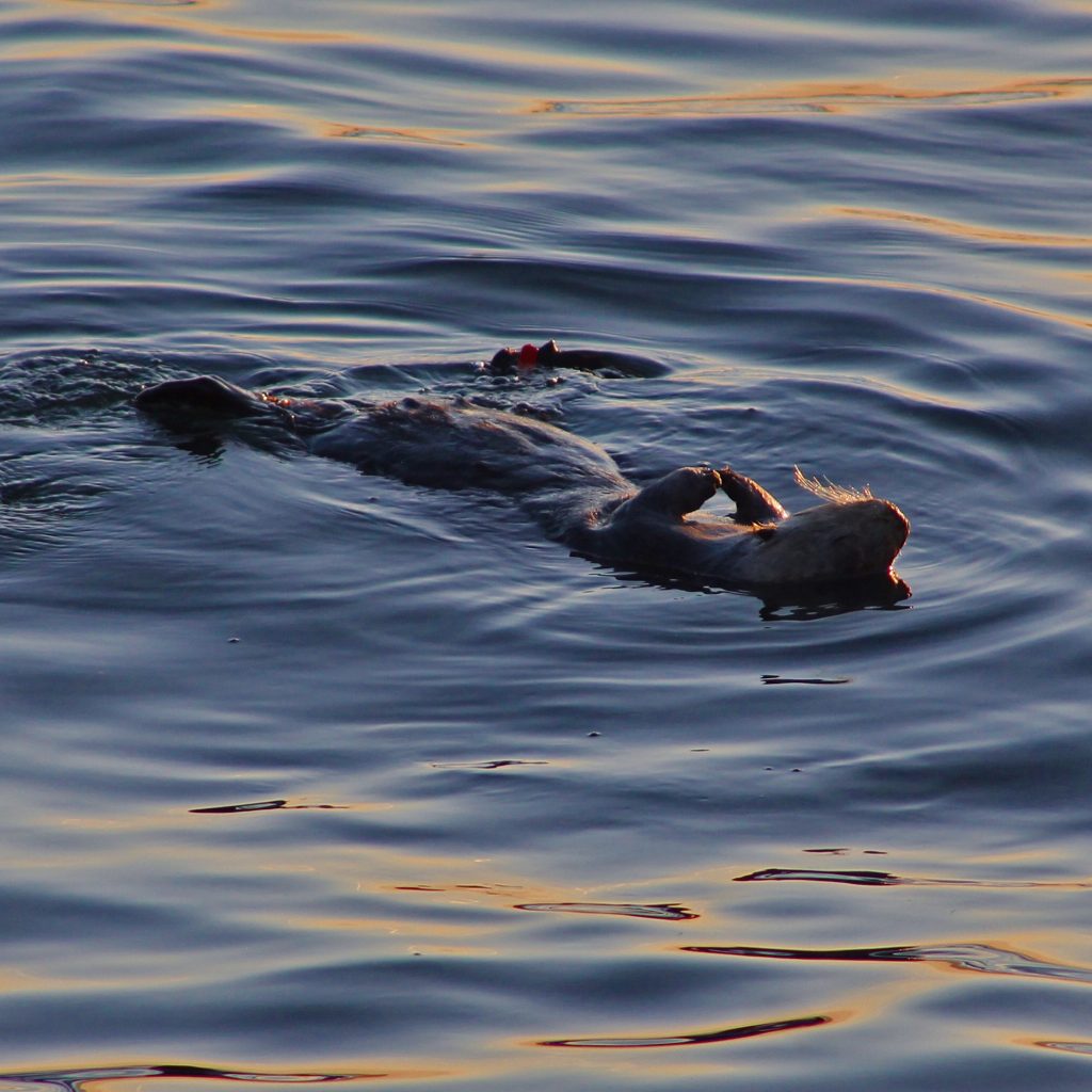 sea otter in monterey bay ca P9Q5PMD