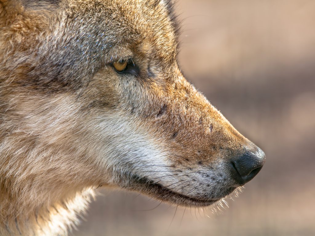 snout portrait of a grey wolf PHWV2LK