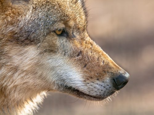 snout portrait of a grey wolf PHWV2LK scaled e1656845434472