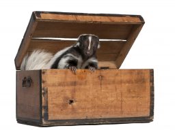 striped skunk mephitis mephitis 5 years old coming PZ6DKT2 scaled e1632939959606