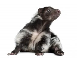 striped skunk mephitis mephitis 5 years old lying PMTT3D7 scaled e1632769892640