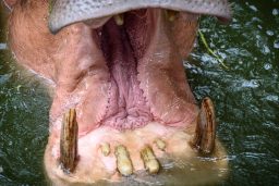 Do Hippos Have Tusks Or Teeth? ????