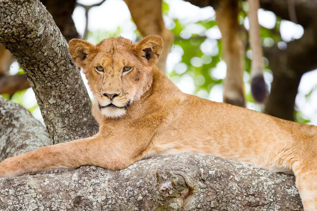 tree climbing lion rests in africa PCCPA95