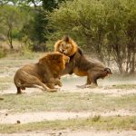 two male lions panthera leo fighting in a clearing JPX2G36