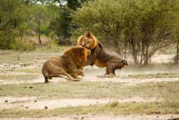 two male lions panthera leo fighting in a clearing JPX2G36 scaled e1631908683859