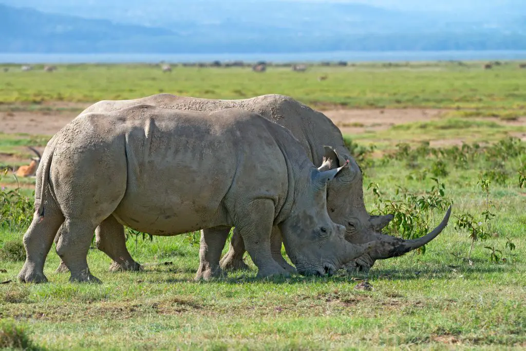 white rhinos GW6NUPH