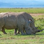 white rhinos GW6NUPH