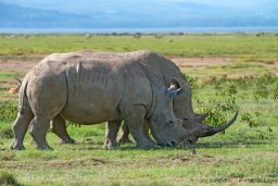 white rhinos GW6NUPH scaled e1632943845865