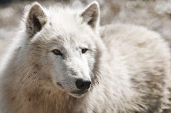 Can You Domesticate A Wolf? ???? (Answered)
