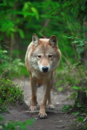 Are Wolves Genetically The Same As Dogs? ???? (Answered)
