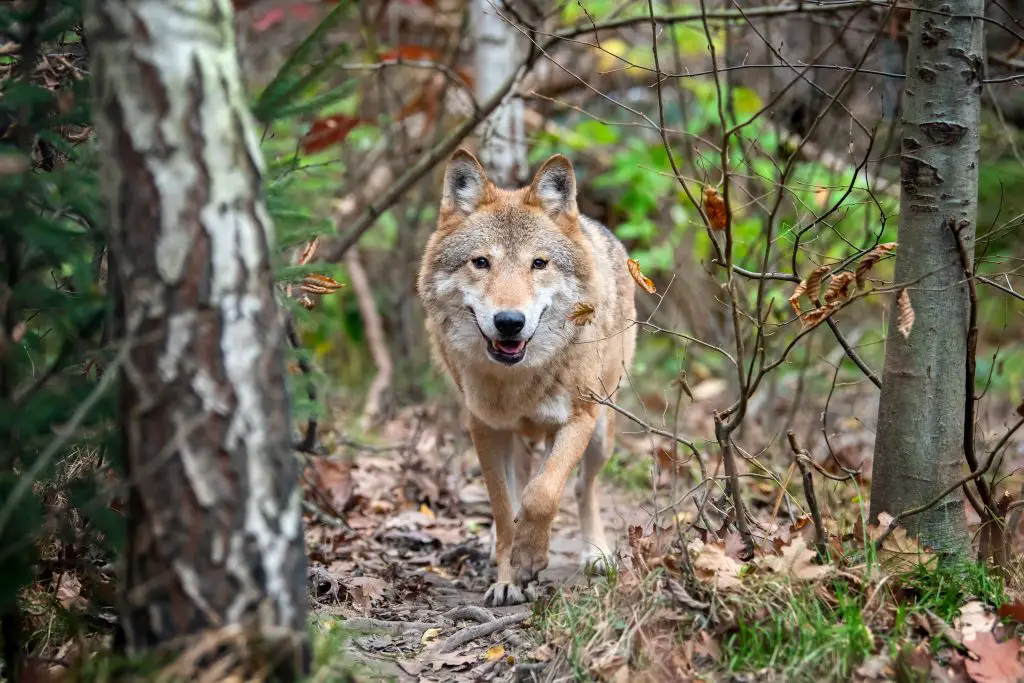 Timber wolf in autumn forest