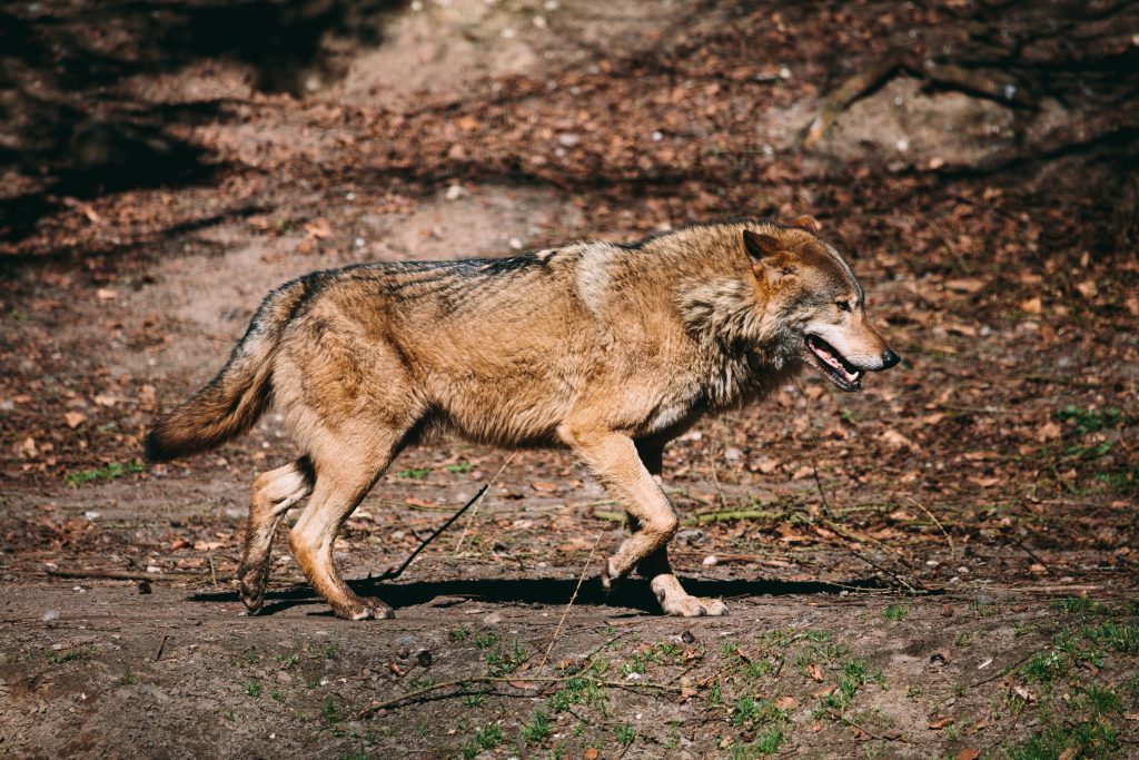 Wolf walking in the forest, full body