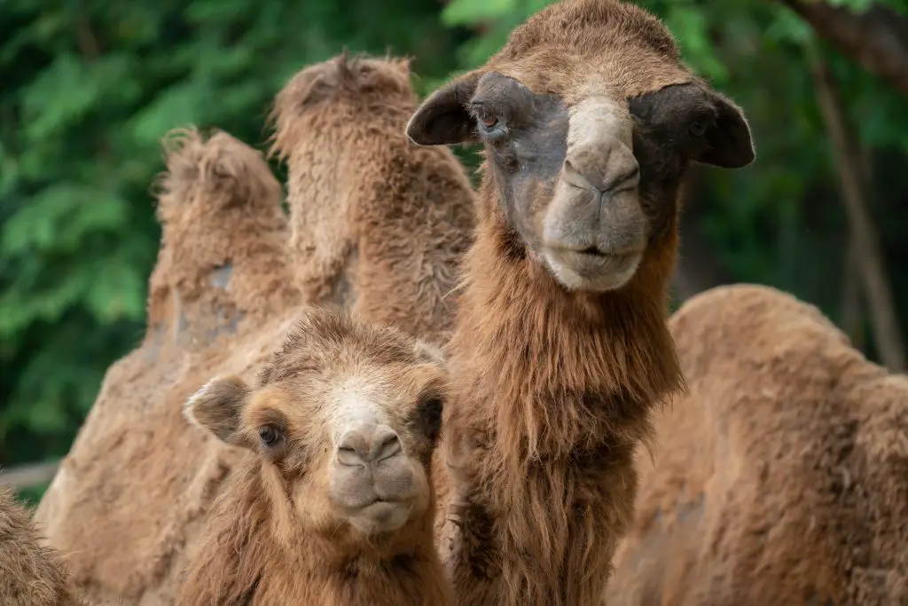 young domestic bactrian camel CVBQ8L2