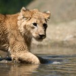 young lion cub drink water 3LTPD7H