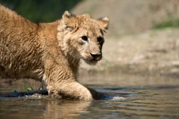 young lion cub drink water 3LTPD7H scaled e1631909215382