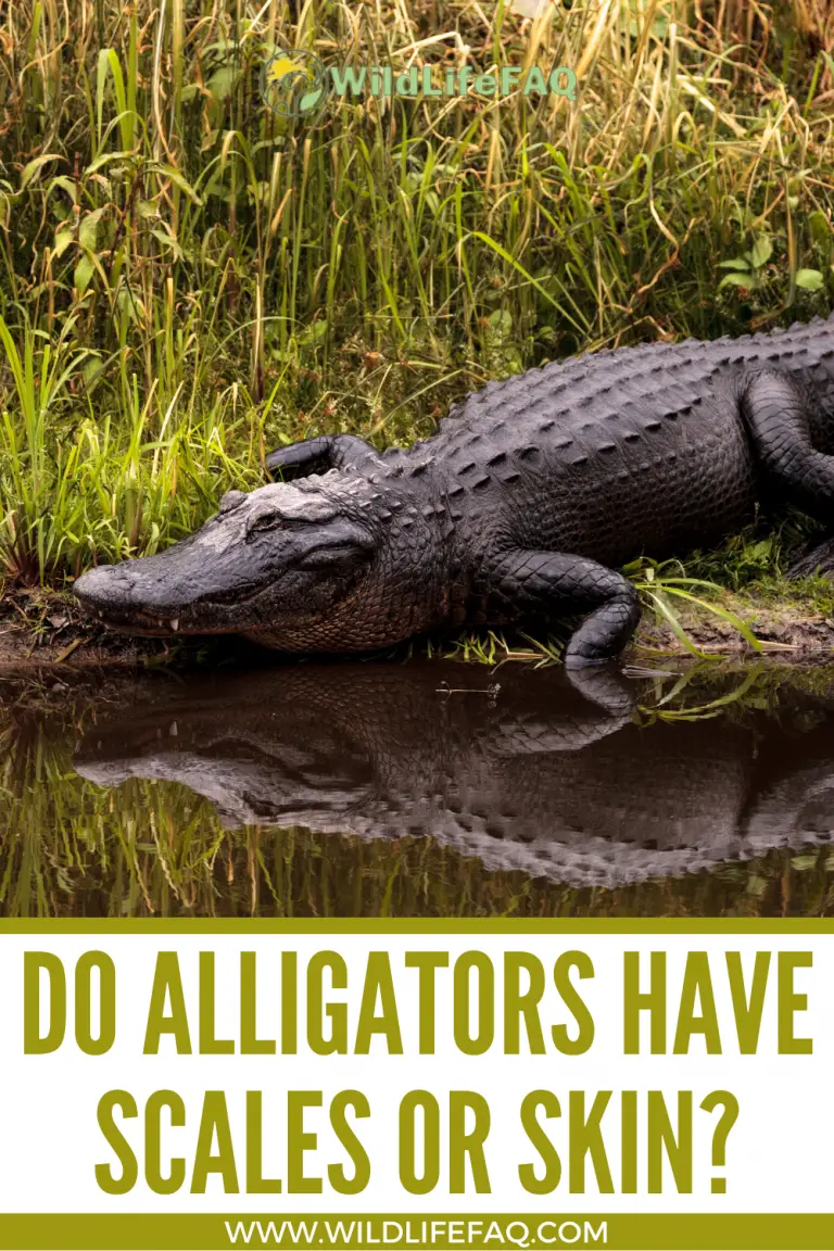 Do Alligators Have Scales Or Skin? ???? (Explained) - WildLifeFAQ