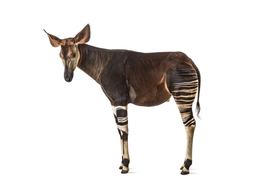 Okapi: 33 Questions (with answers) - WildLifeFAQ