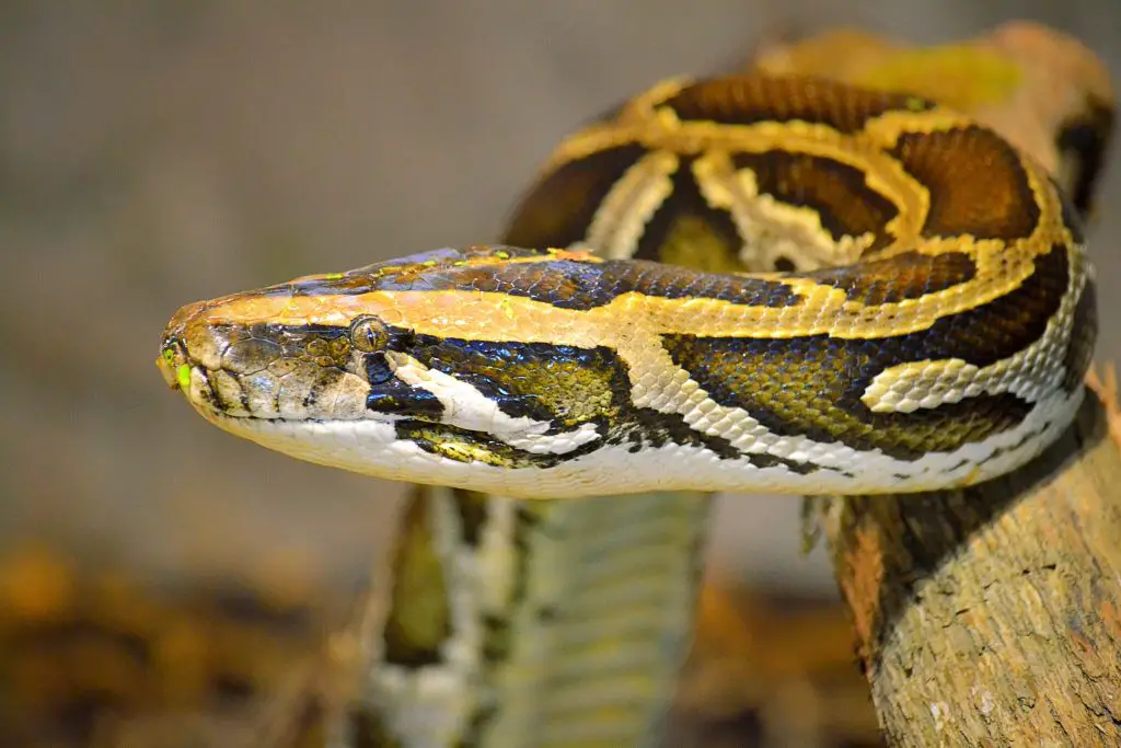 Can Ball Pythons Live With Other Reptiles? - WildLifeFAQ