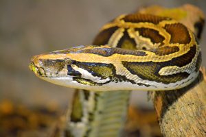 Ball Python snake