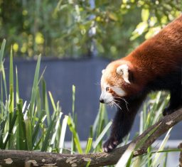 Red Panda Water scaled e1648463395415