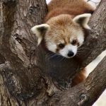 a cute red panda climbing over a thick tree branch