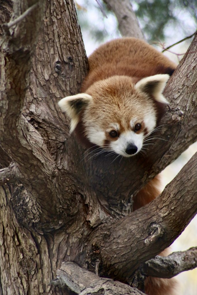 a cute red panda climbing over a thick tree branch