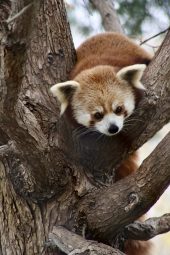 a cute red panda climbing over a thick tree branch scaled e1648495062286