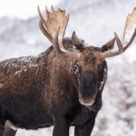 a moose in snow
