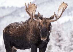a moose in snow scaled e1647351081105