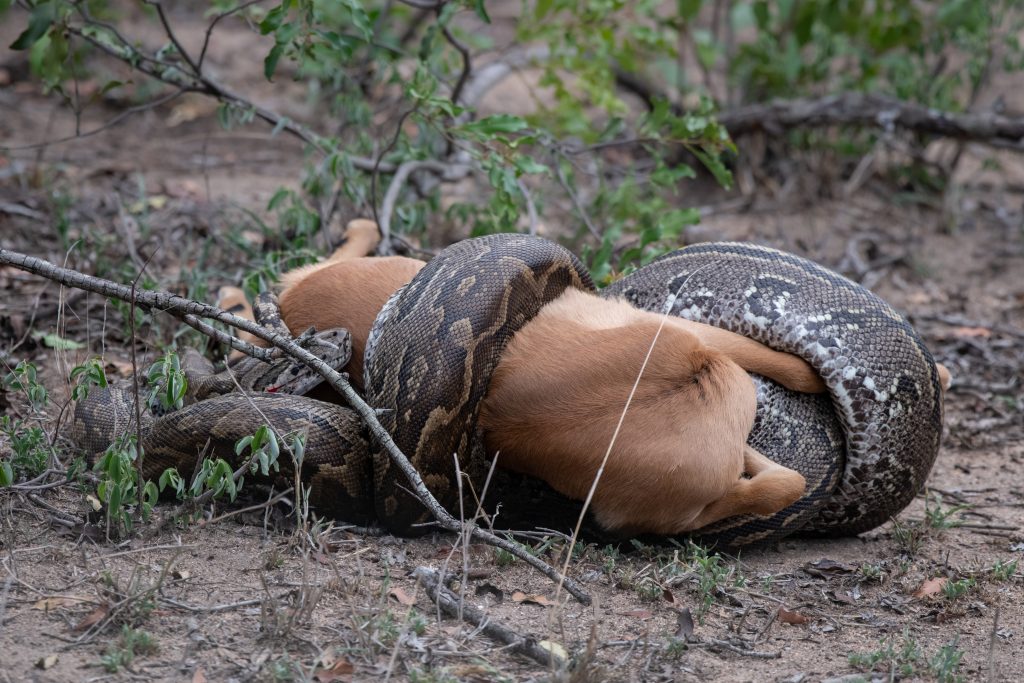 An African python, Python sebae, strangles an antelope