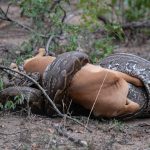 an african python python sebae strangles an ante 2022 03 04 02 44 58 utc