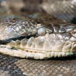 Most Venomous Snakes in Africa