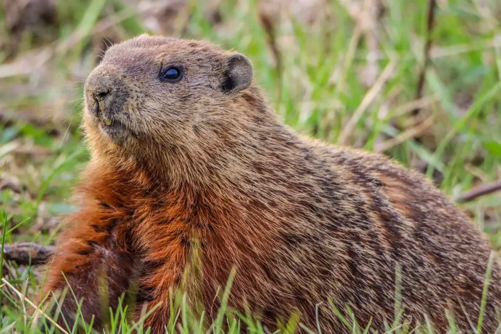are groundhogs nocturnal